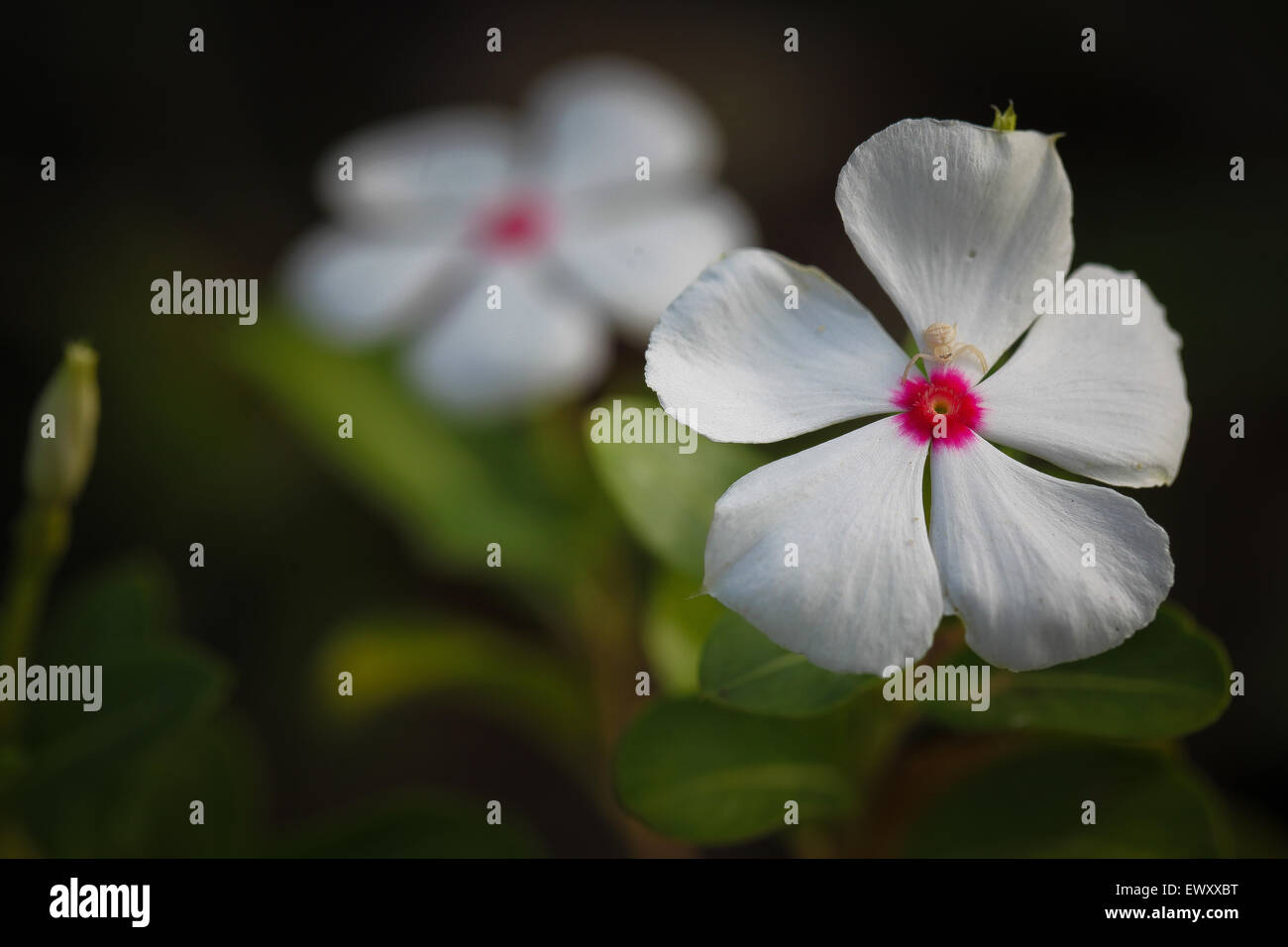 Nigeria's garden flower spaces seen in Abuja near airport road Stock