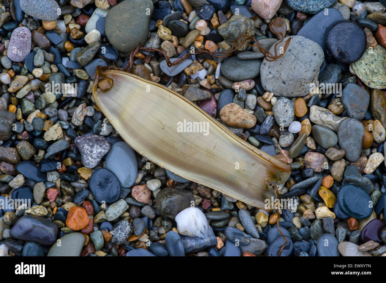 Mermaid's Purse - Egg case of the Lesser - Spotted Dogfish - Scyliorhinus canicula on pebble beach Stock Photo