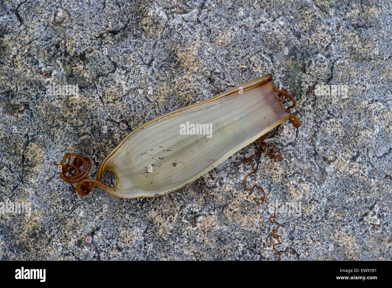 Mermaid's Purse - Egg case of the Lesser - Spotted Dogfish - Scyliorhinus canicula on rock Stock Photo