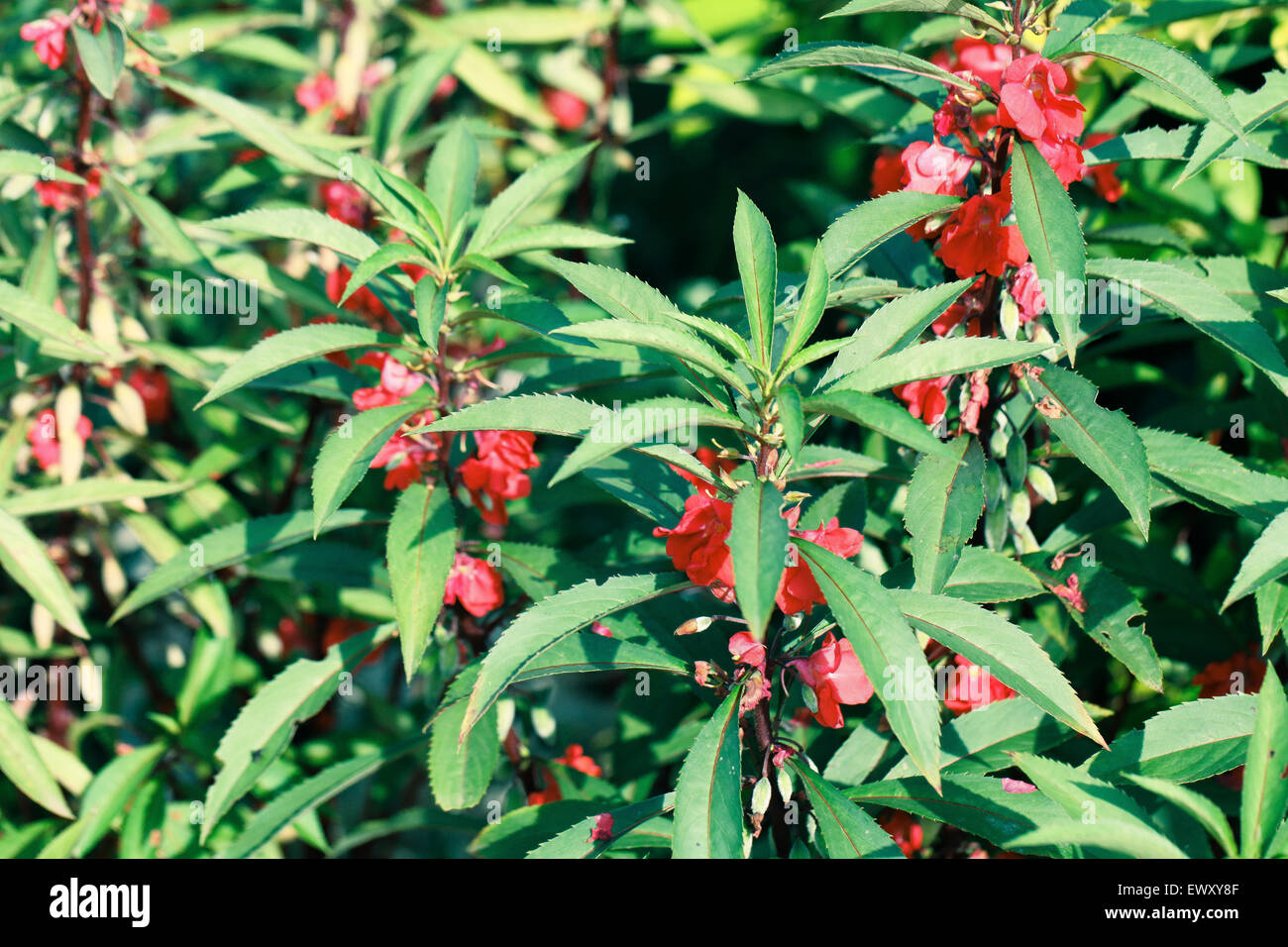 Nigeria's garden flower spaces seen in Abuja near airport road Stock