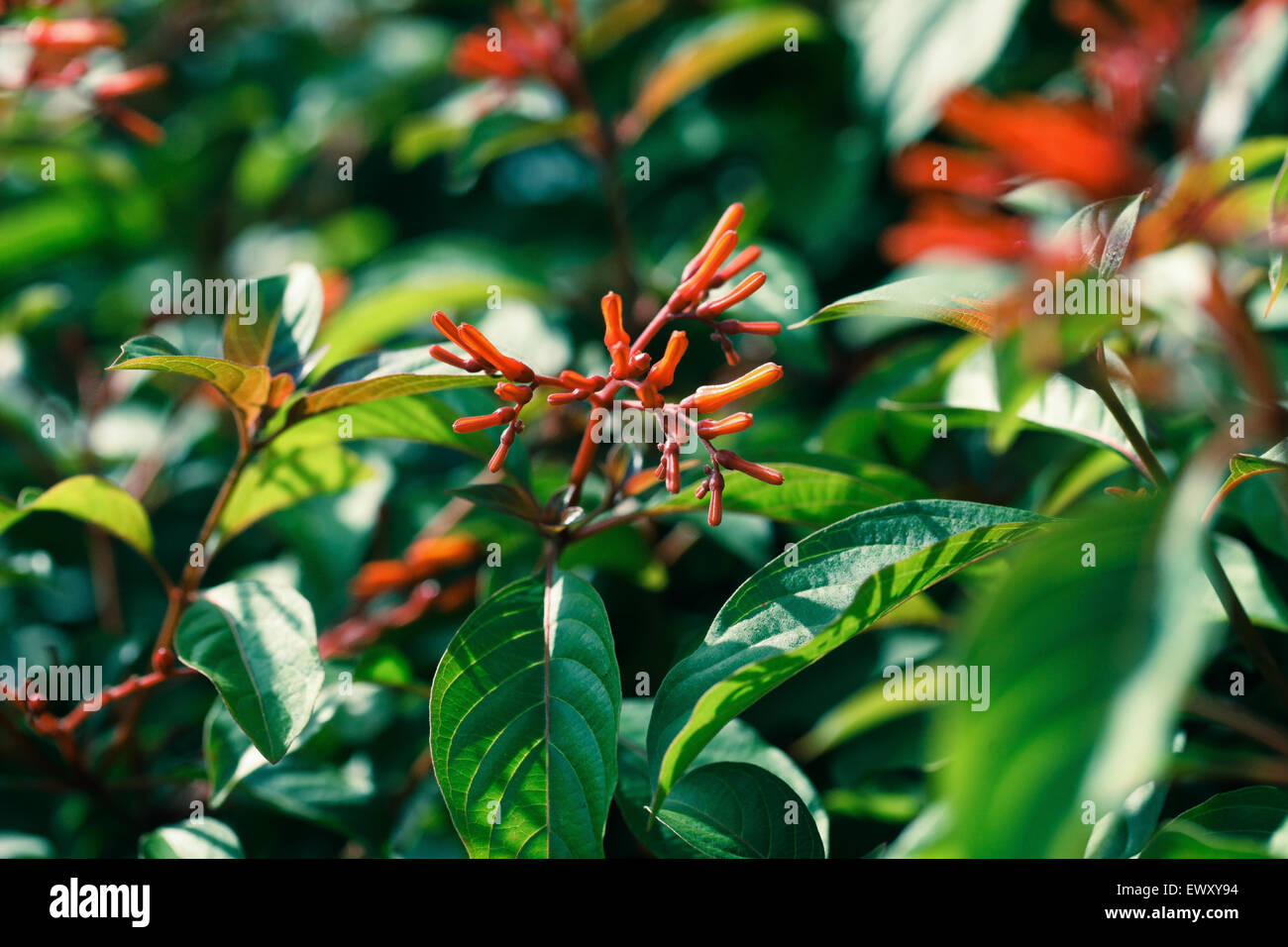 Nigeria's garden flower spaces seen in Abuja near airport road Stock