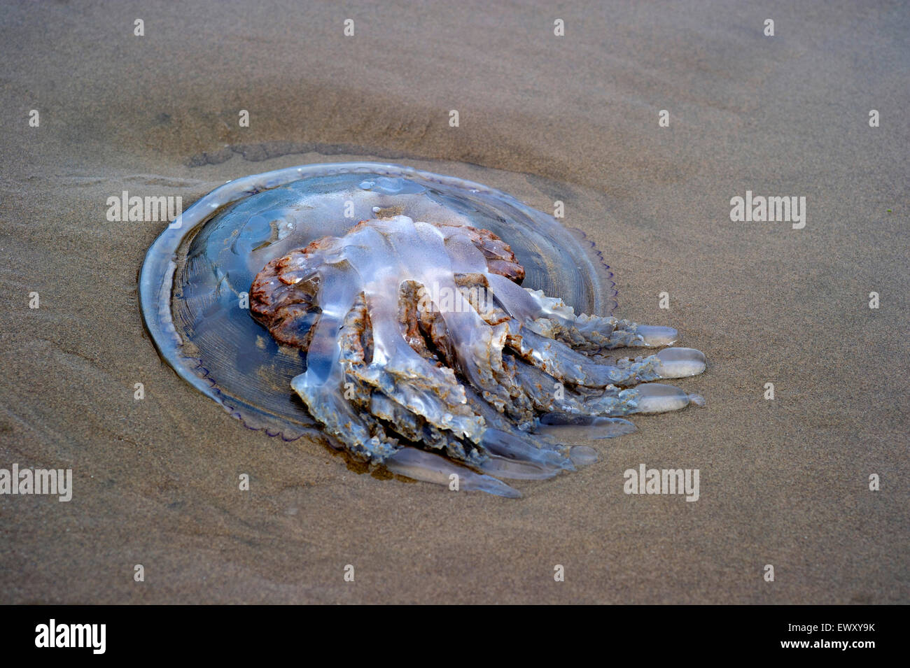 Stranded jellyfish. Rhizostoma octopus washed up on beach in North Wales Stock Photo