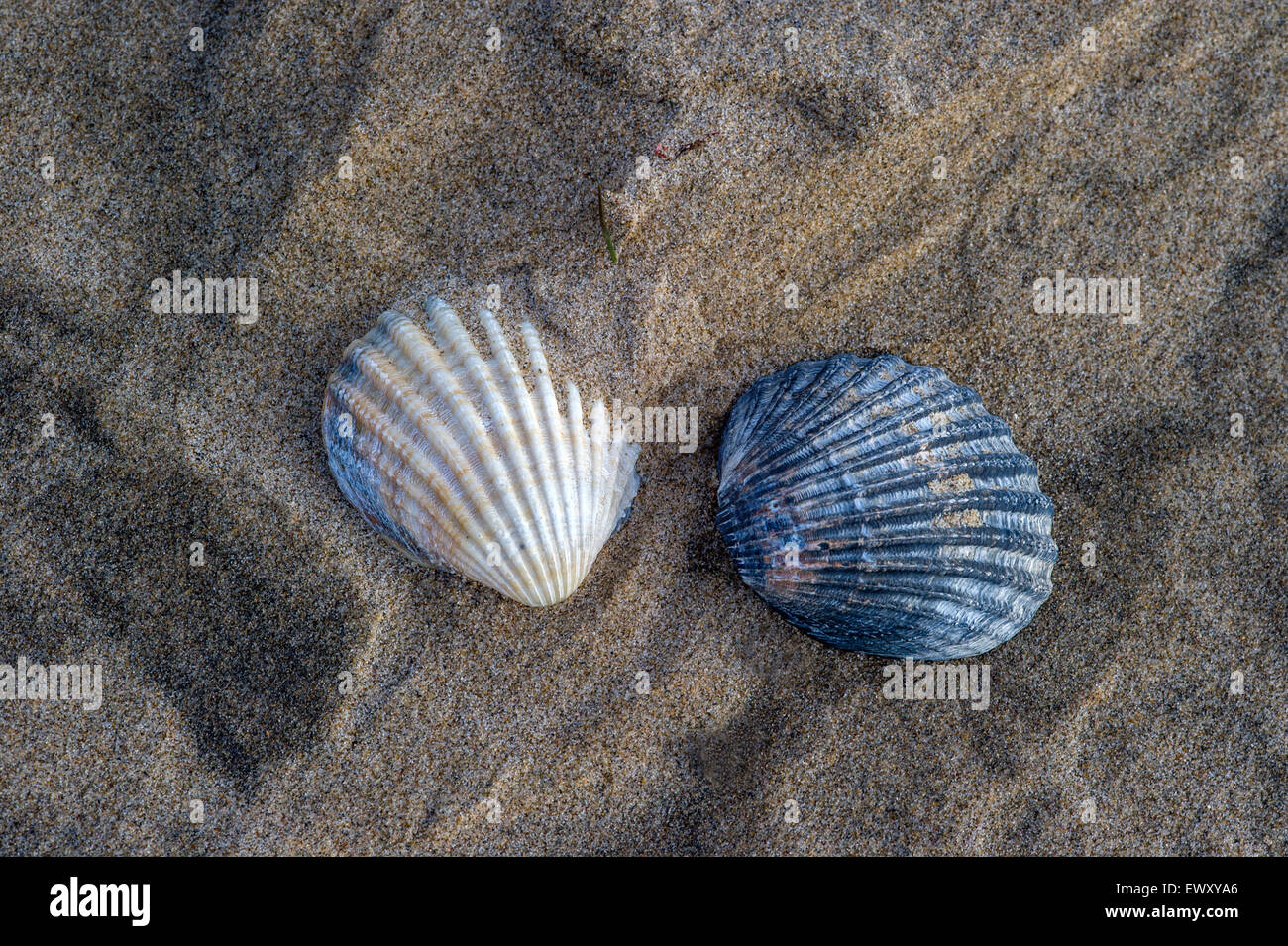 33+ Thousand Cockle Shell Royalty-Free Images, Stock Photos