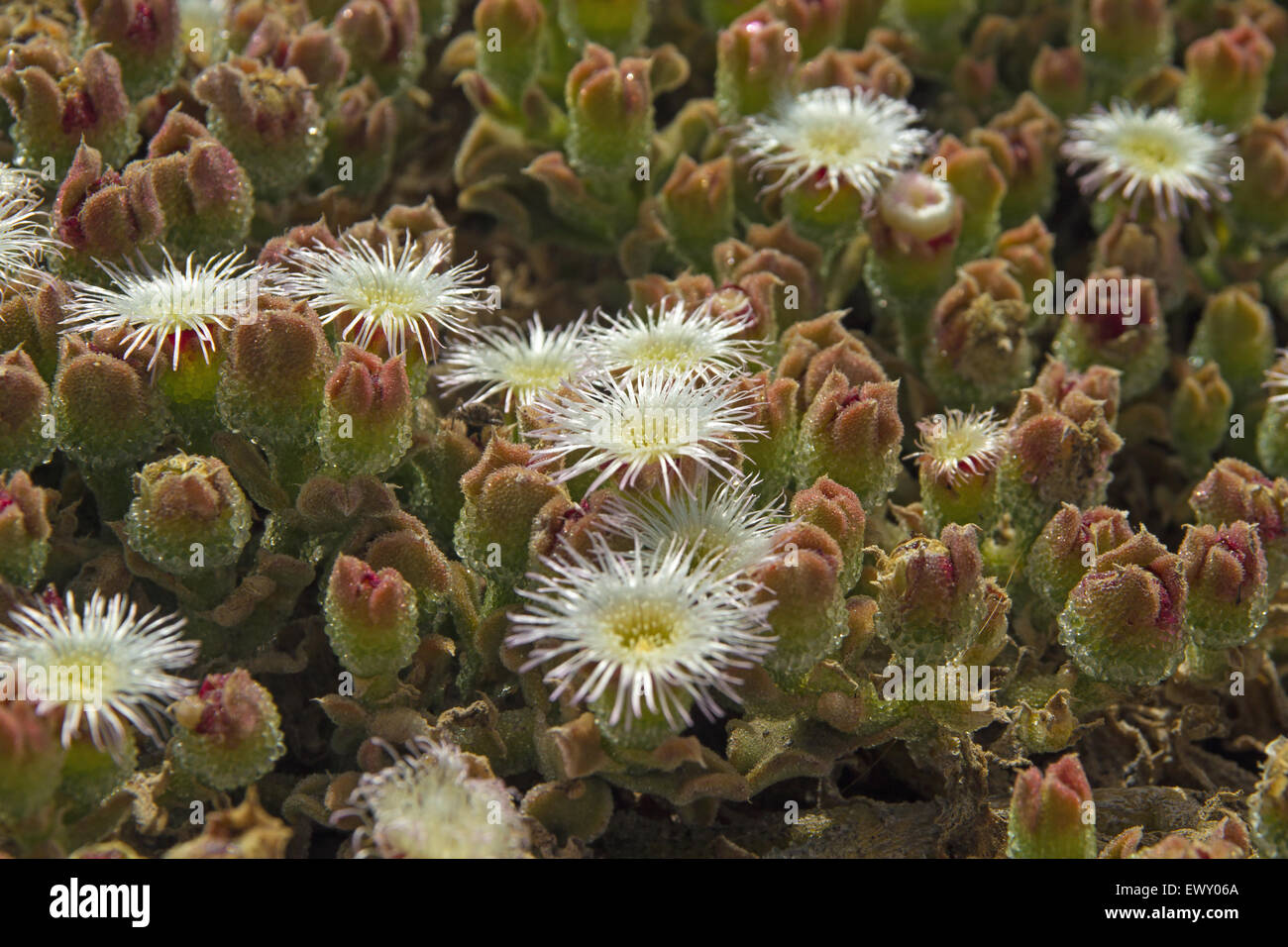 Mesembryanthemum crystallinum, common ice plant, crystalline iceplant or ice plant Stock Photo