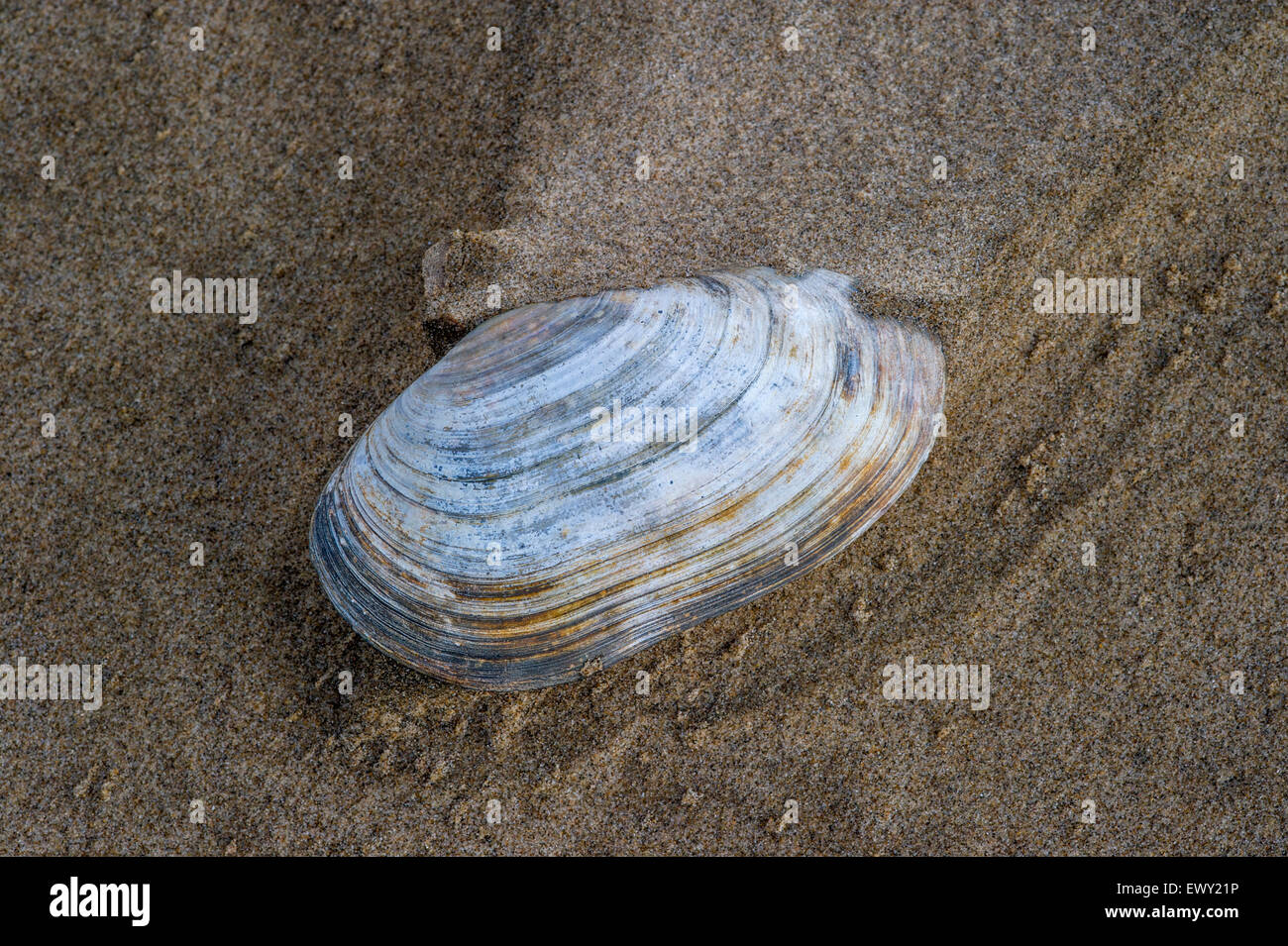 Common Otter Shell - Lutraria lutraria on sandy beach Stock Photo