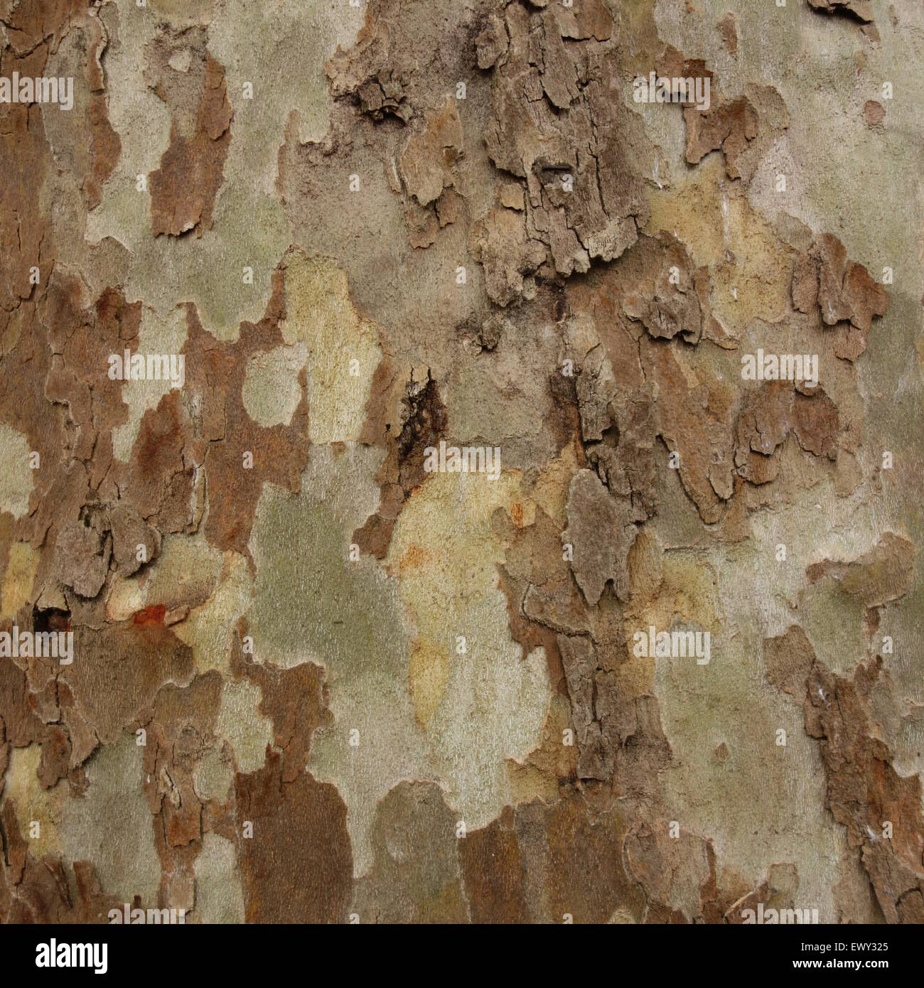 London Plane Tree Bark Stock Photo Alamy