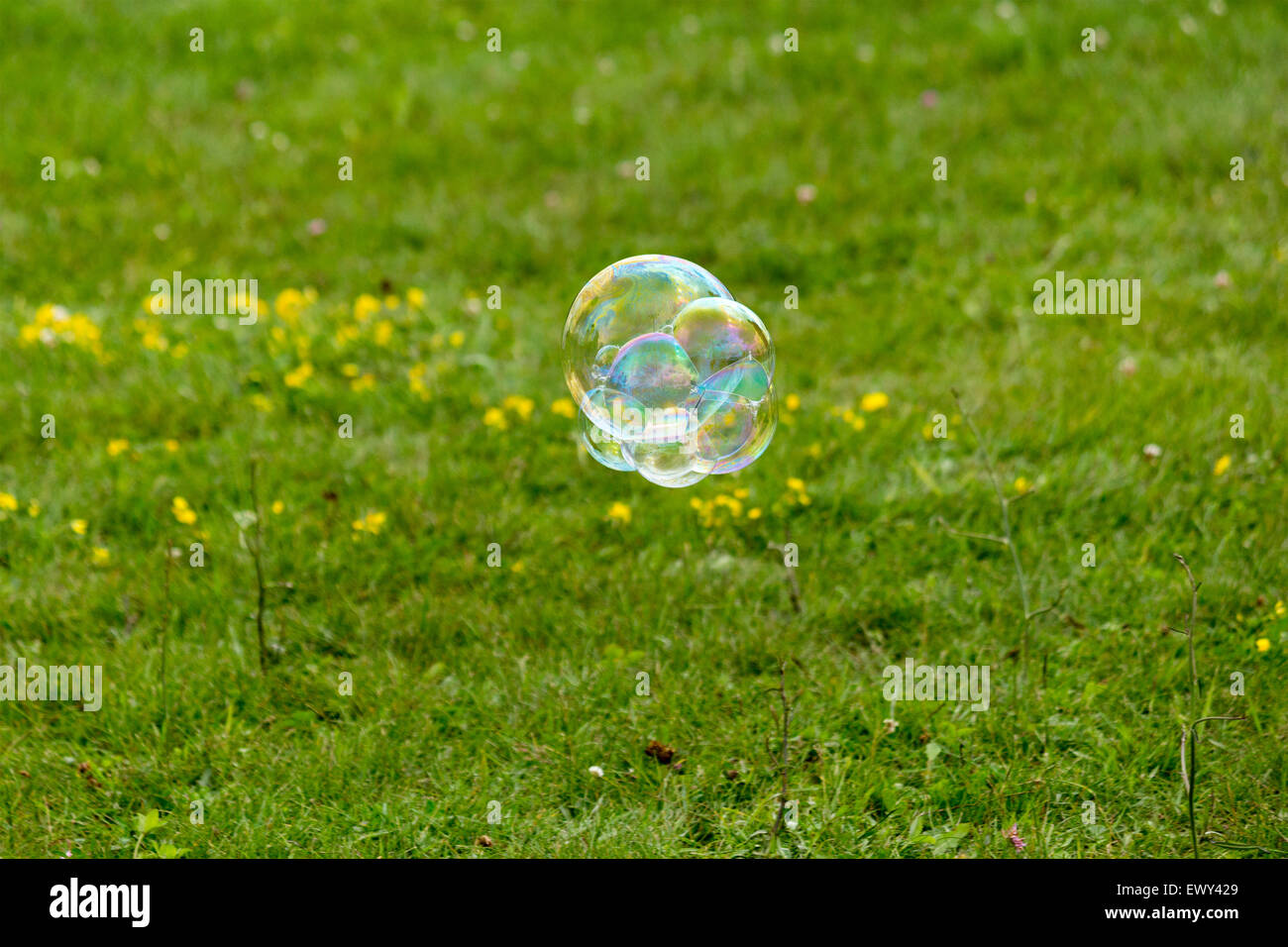 Soap bubble floating over a filed of green grass at the Canninton Canada Day Festival in Cannington Ontario Canada Stock Photo