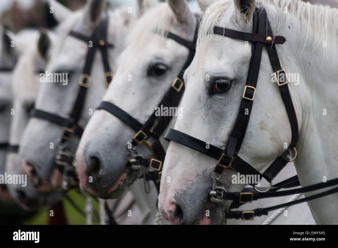 Scots Greys, cavalry horses of the Royal Scots Dragoon Guards Stock Photo