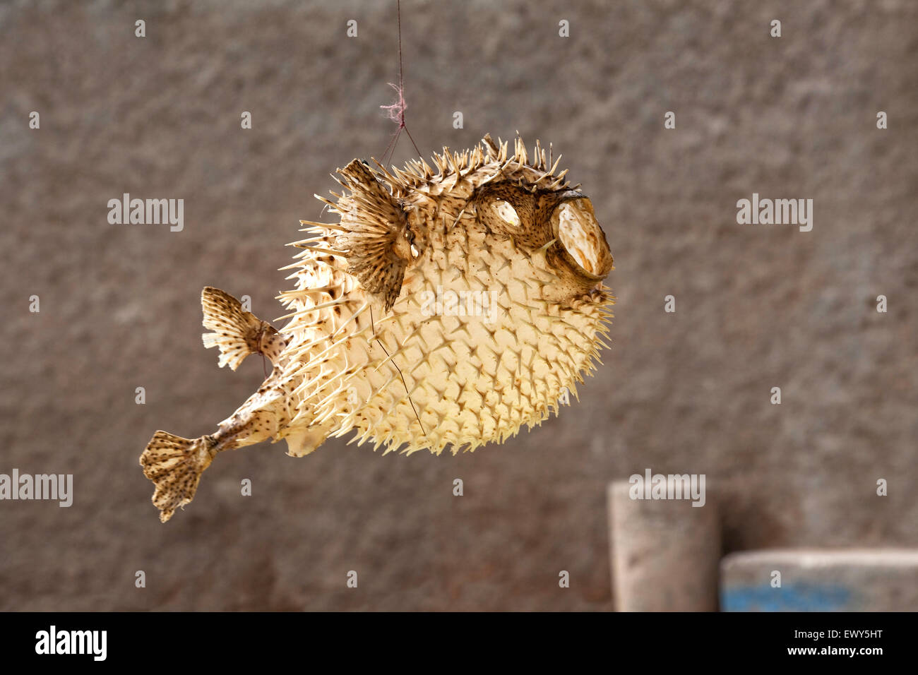 Dried spiny blowfish / pufferfish / balloonfish in the streets of the fishing village Palmeira, Sal, Cape Verde / Cabo Verde Stock Photo