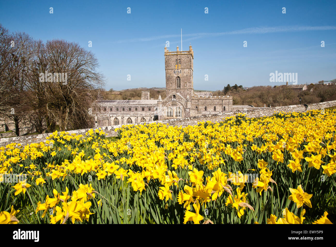 Уэльс – нарцисс (daffodil). Озерный уэльс нарциссы. Daffodil wales. Символ уэльса daffodil. Желтый нарцисс daffodil уэльс.