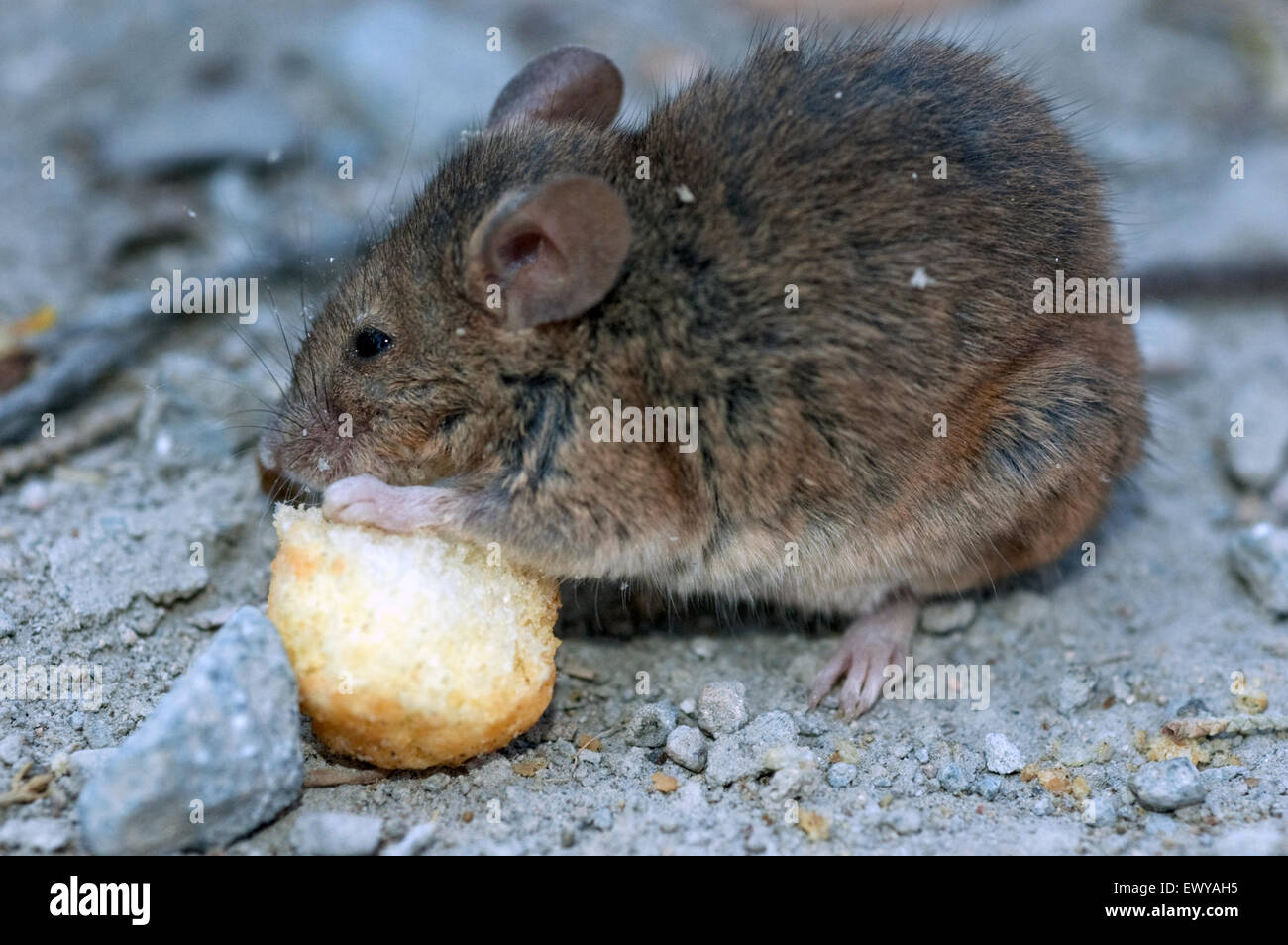 Rat gnawing a cheesy flavored snack. Nea madytos suburb, Myrina city ...