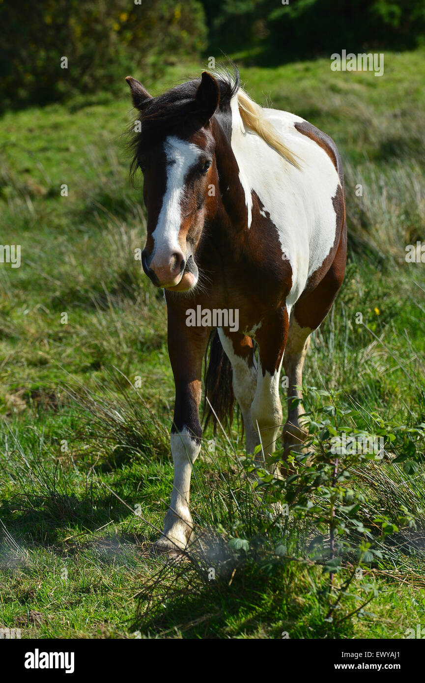 Spotted saddle stallion horse with irregular blaze. Stock Photo
