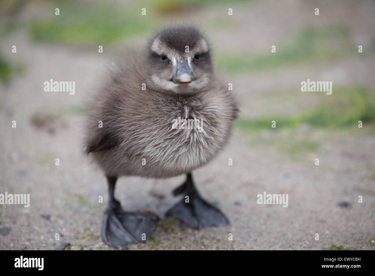 Cute eider duck chick looking at the camera on Seahouses beach Northumberland England Great Britain Stock Photo