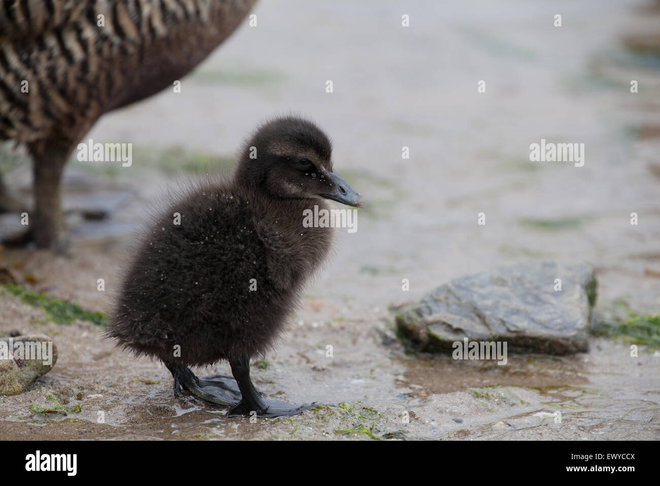 Eider duck chick on Seahouses beach Northumberland England Great Britain Stock Photo