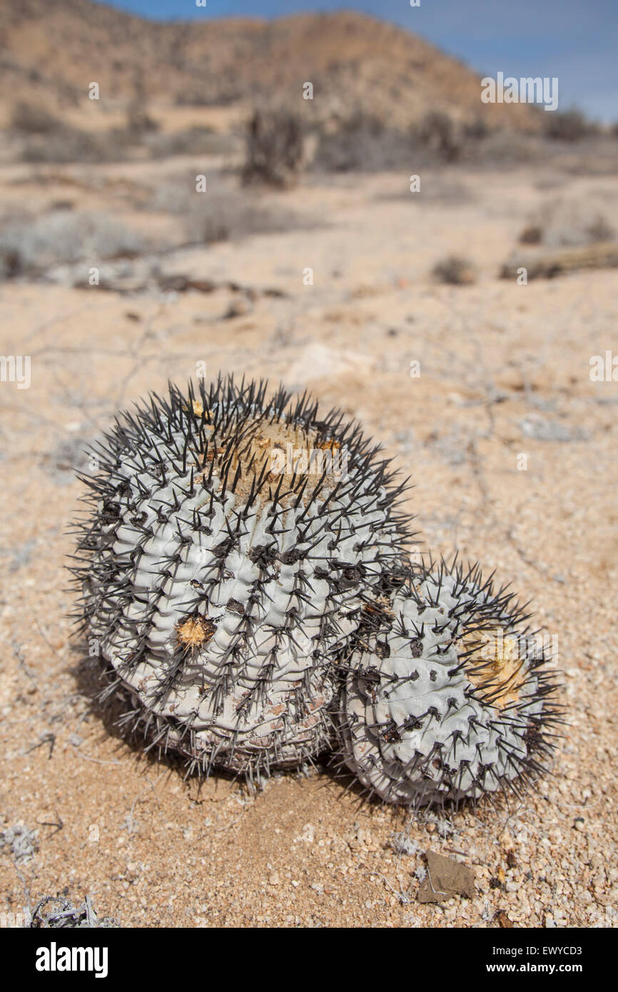 Copiapoa cinerea. A Chilean cactus in the Atacama region. Stock Photo