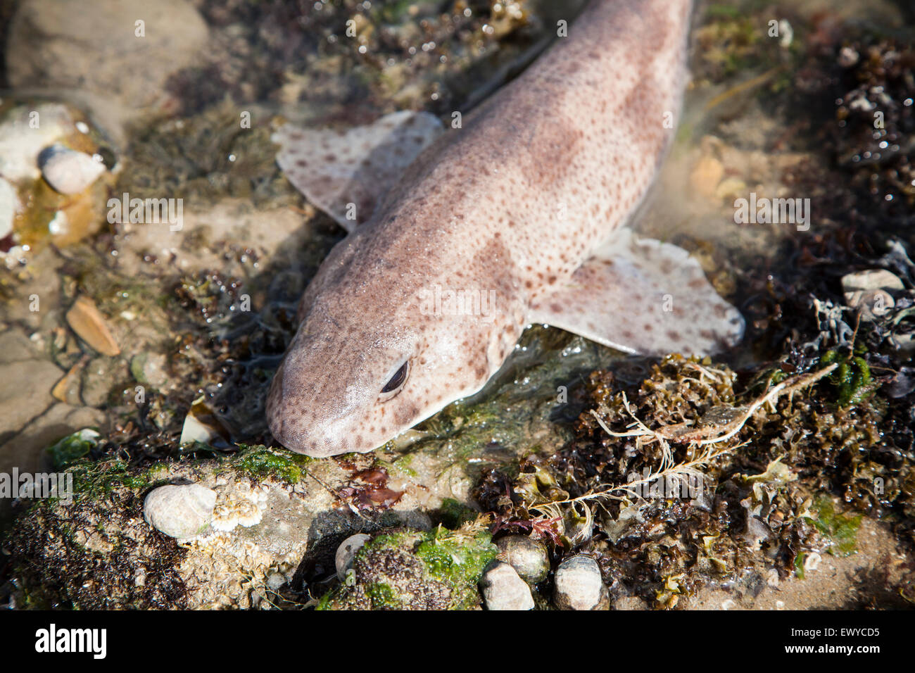 Lesser Spotted Dogfish, Scyliorhinus canicula, in rock pool, Gower, South Wales Stock Photo