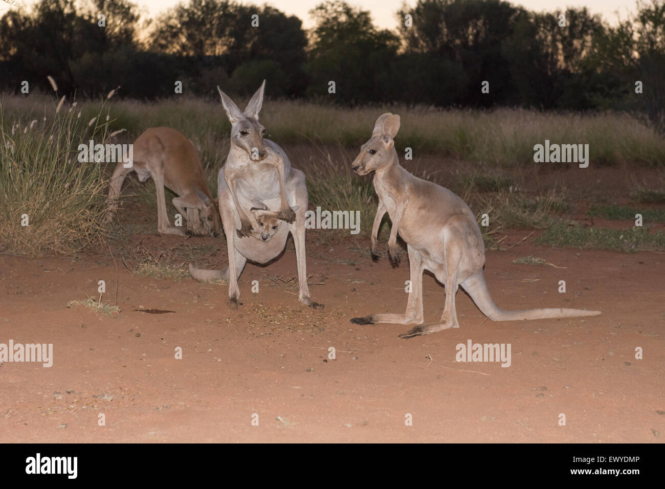 Kangaroo Rescue Australia, NT, Alice Springs. The Kangaroo Sanctuary, 90 acre wildlife ...