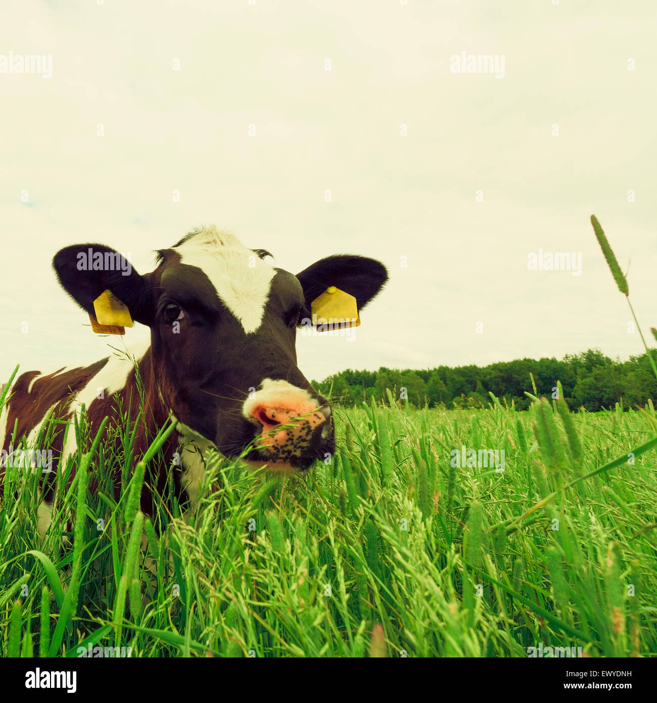 cow and field of fresh grass Stock Photo