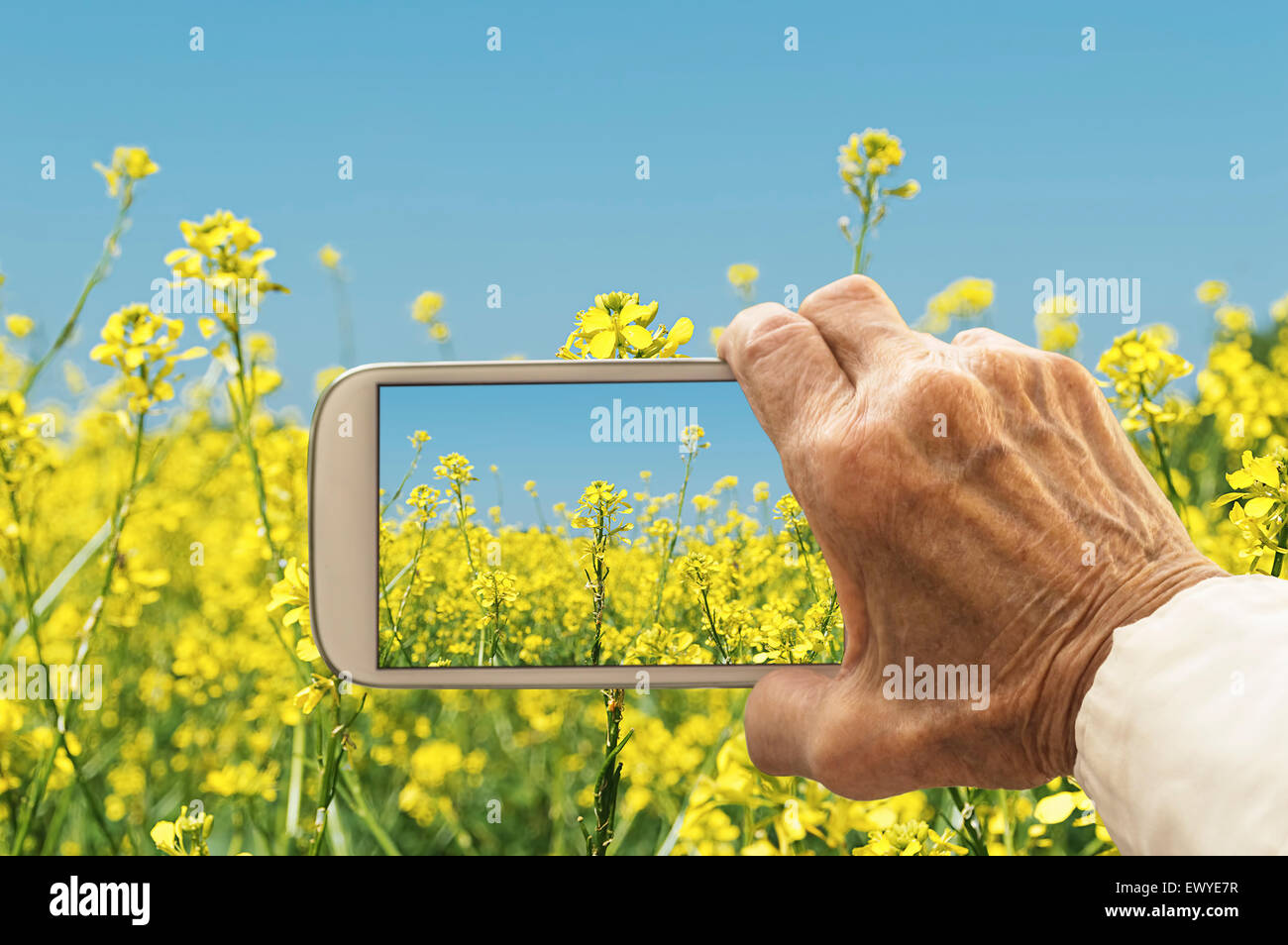 Old hand taking photography of oilseed rapeseed flowers field. Agricultural concept. Stock Photo