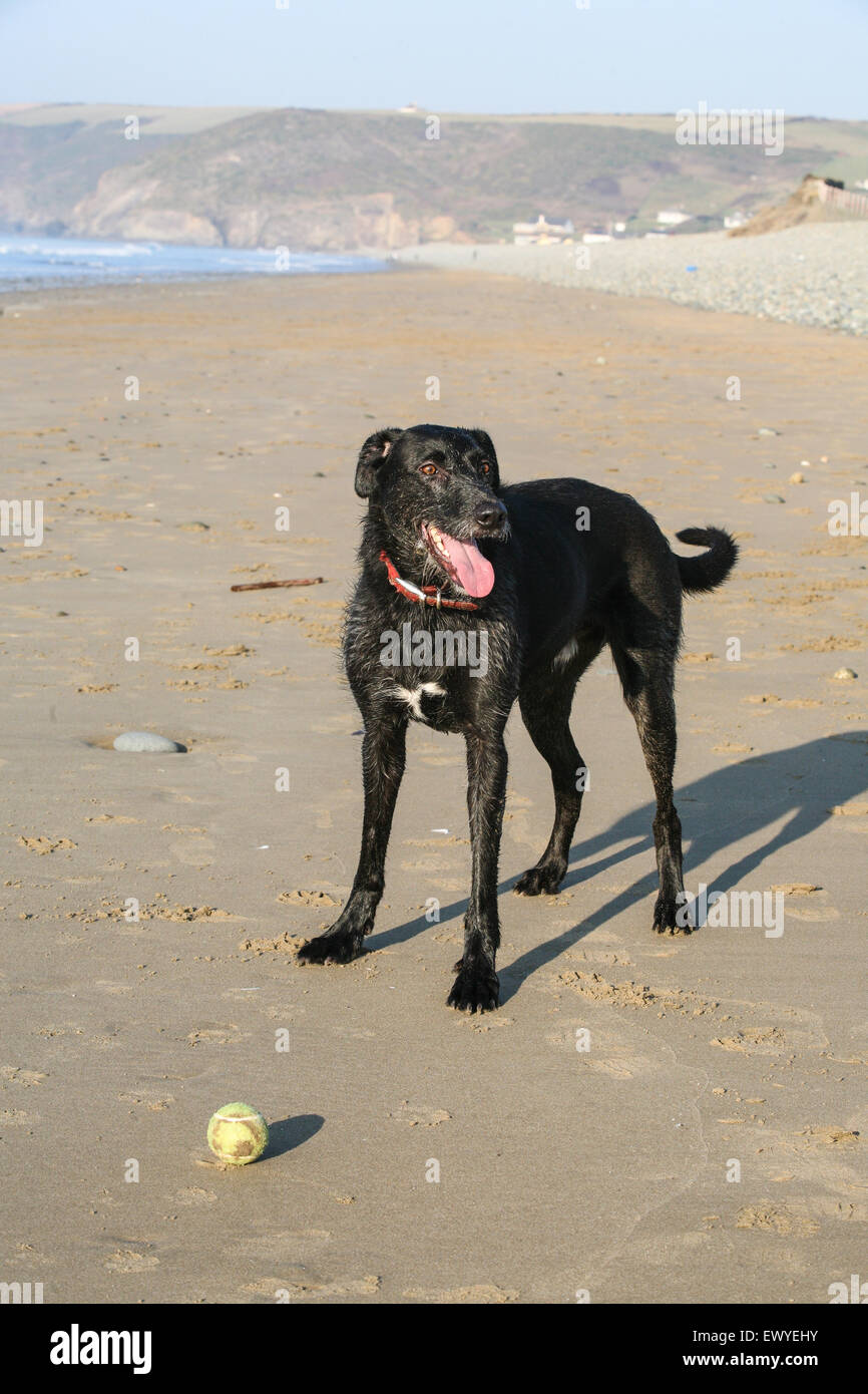 My Dog Ben A Long Haired Lurcher Playing With A Ball On The