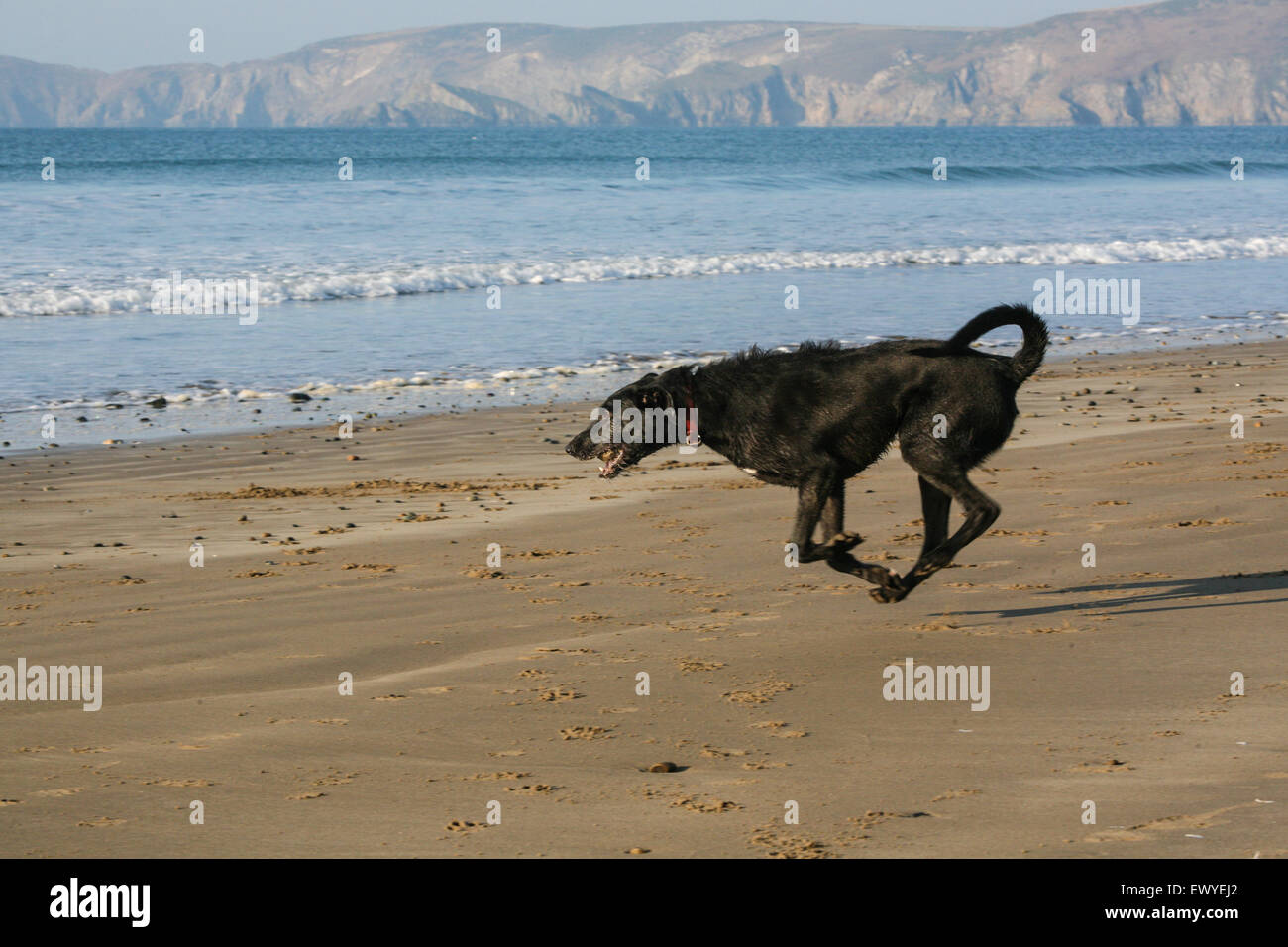 My Dog Ben A Long Haired Lurcher Playing With A Ball On The