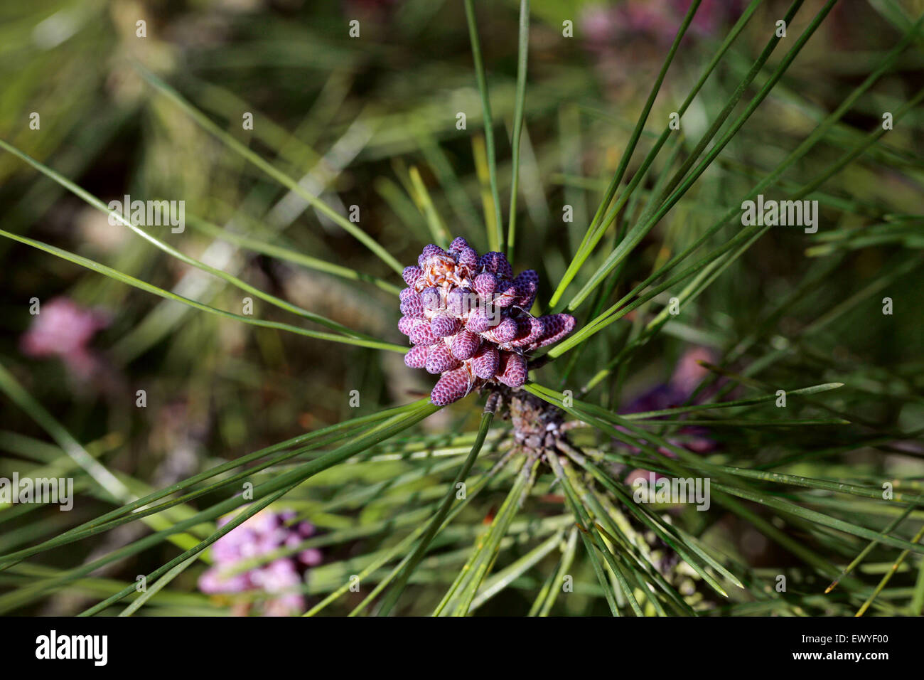 Huangshan Pine Flowers, Pinus hwangshanensis, Pinaceae.  Southeast China. Stock Photo