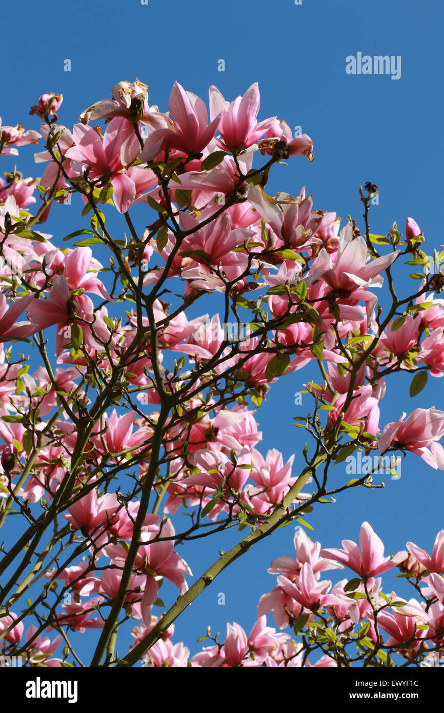 Magnolia 'Star Wars', Magnoliaceae. Stock Photo