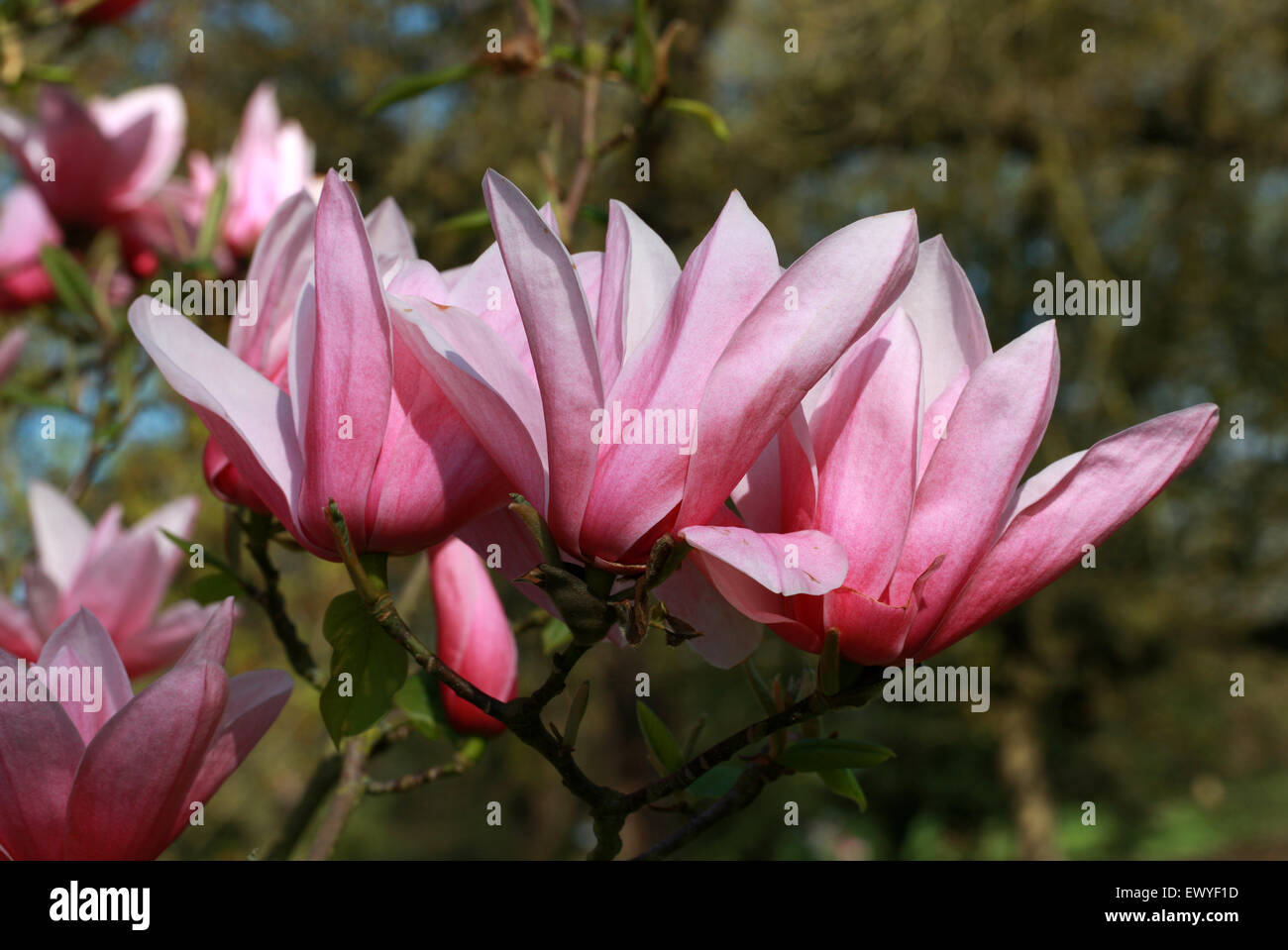 Magnolia "Star Wars", Magnoliaceae. Stock Photo