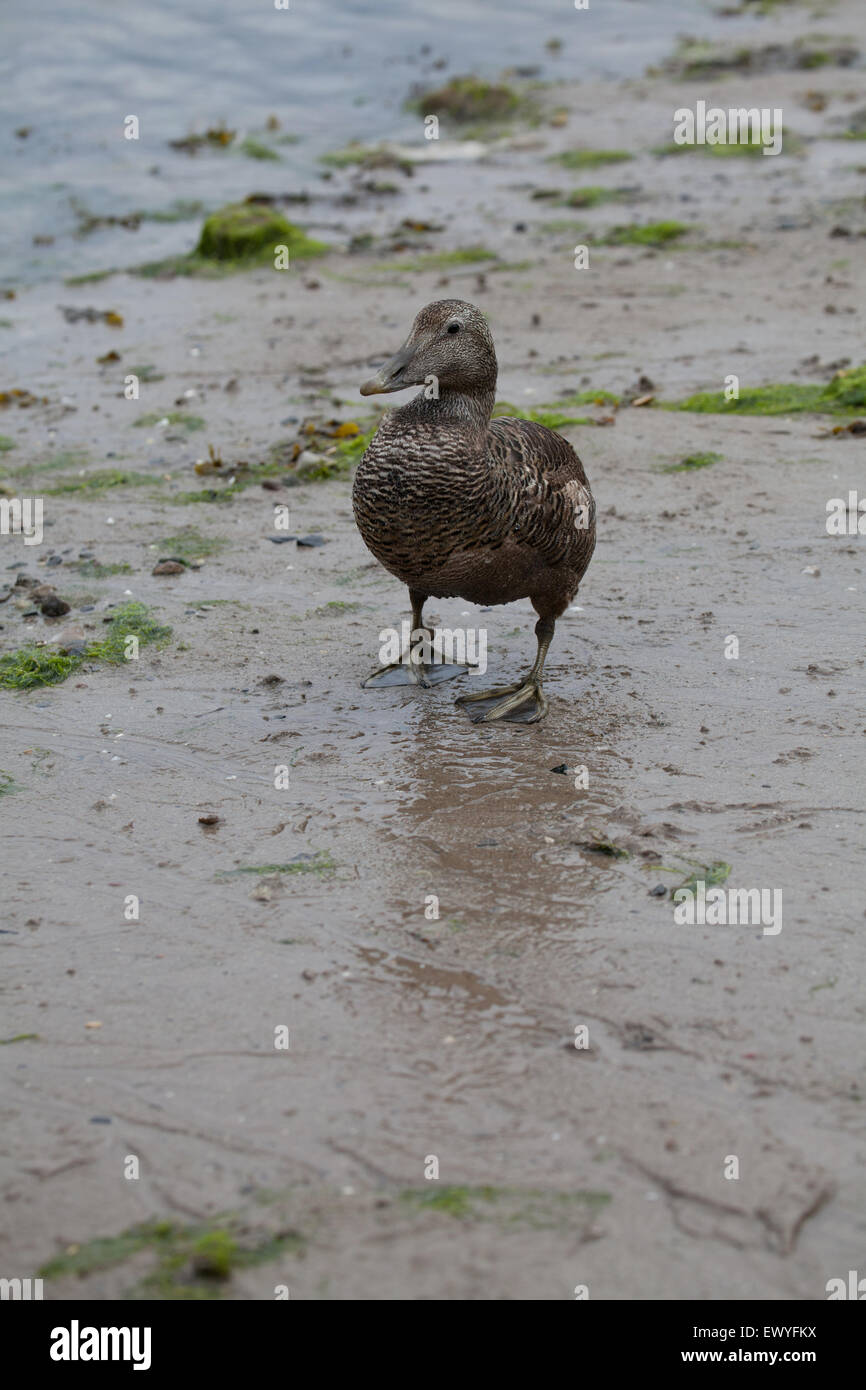 Female eider duck on Seahouses beach Northumberland England Great Britain Stock Photo