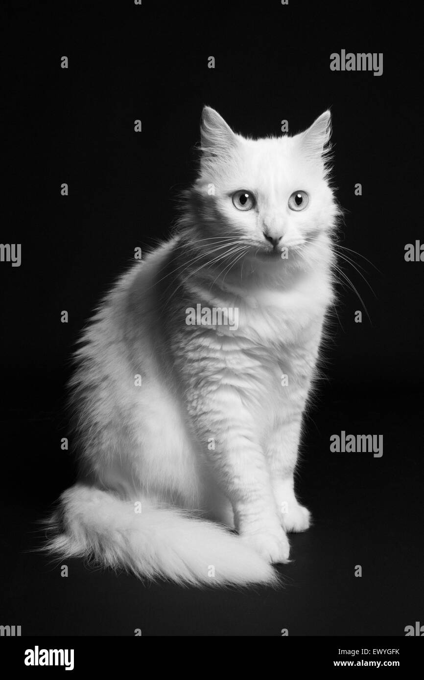 White cat on a black background Stock Photo - Alamy