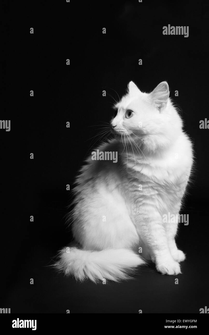 White cat on a black background Stock Photo - Alamy