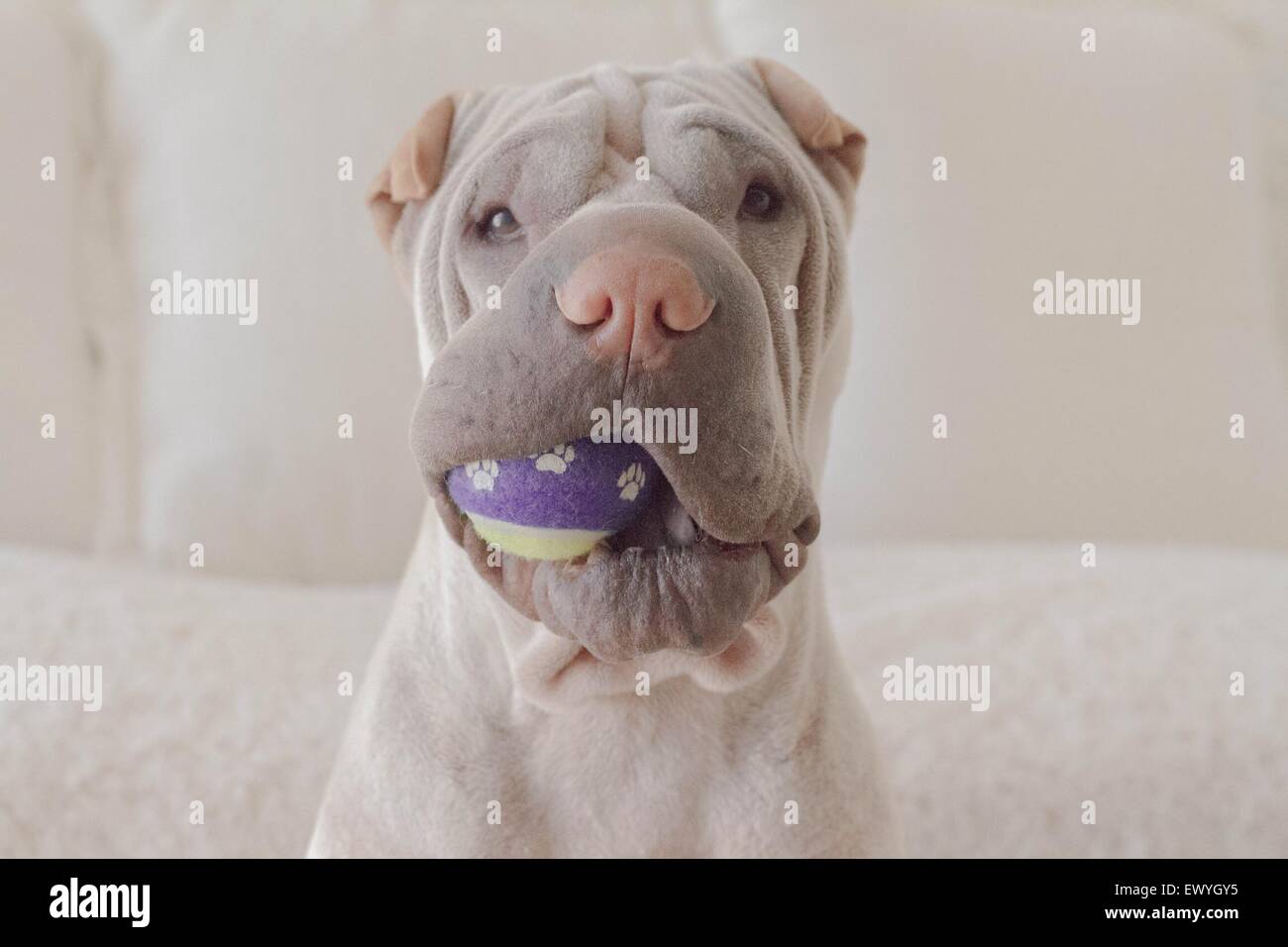 Portrait of a shar pei dog with a ball in it's mouth Stock Photo