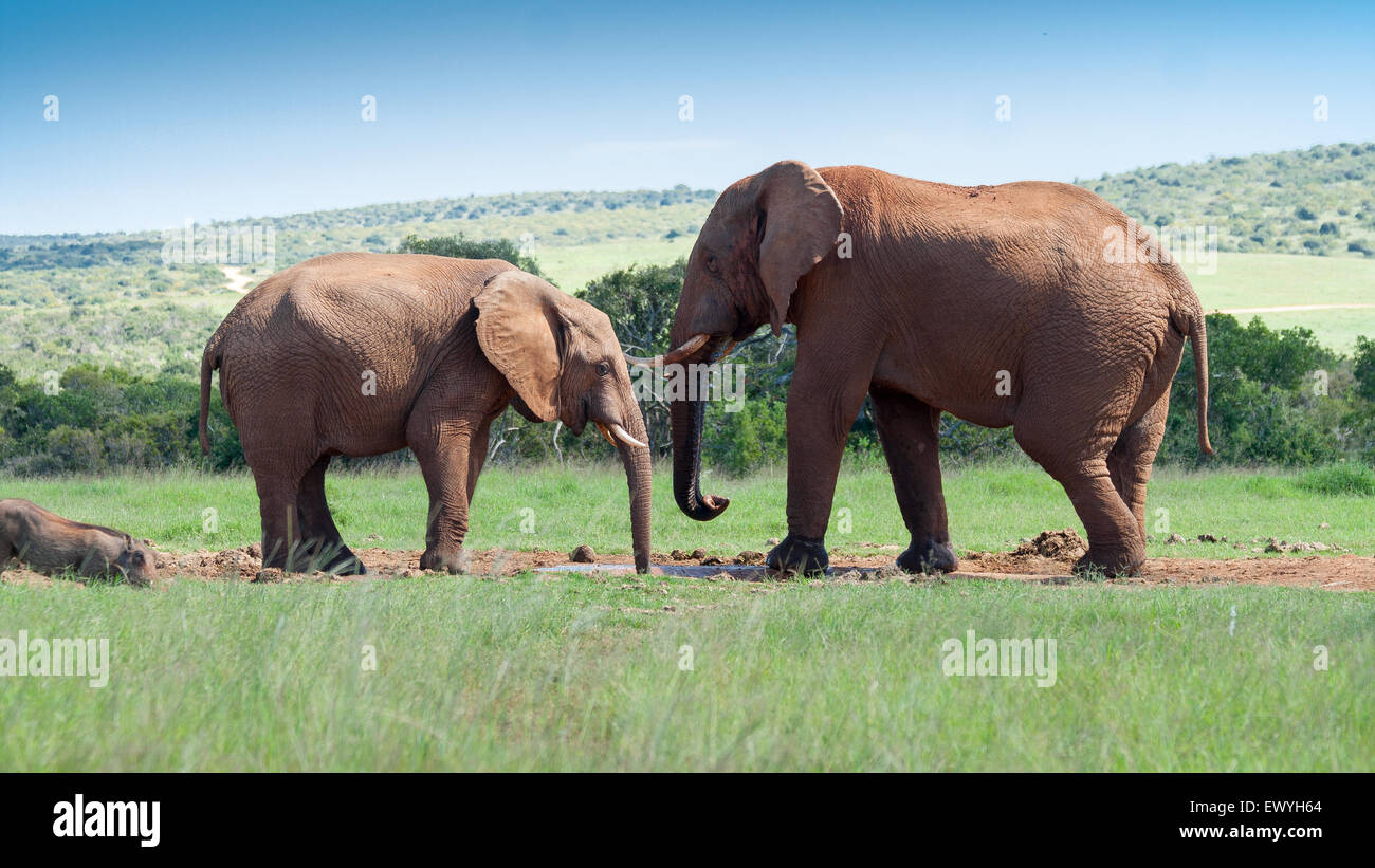 Two elephants facing each other, South Africa Stock Photo Alamy