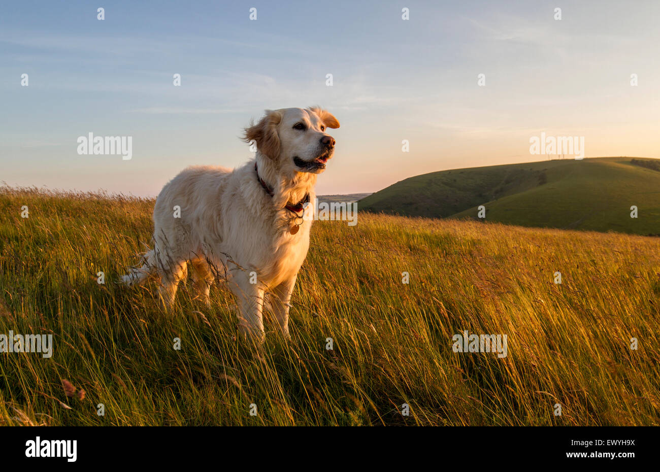 sunset golden retrievers