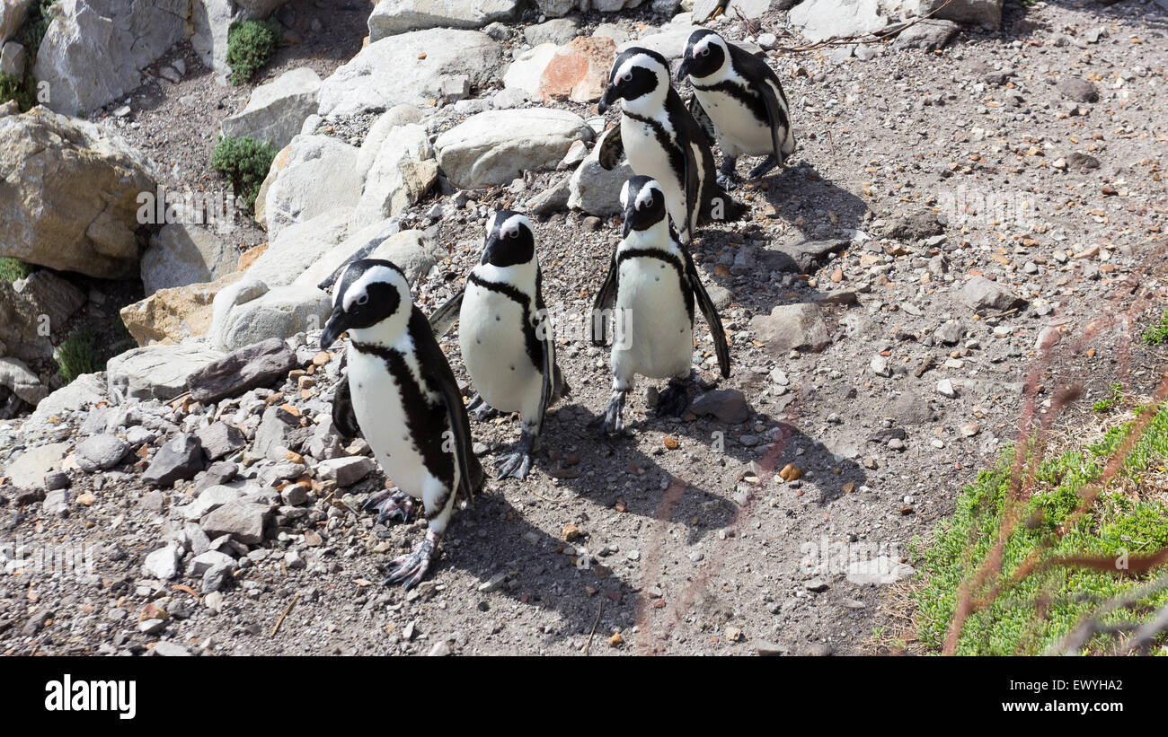 Penguins walking in a line, Betty's Bay, South Africa Stock Photo