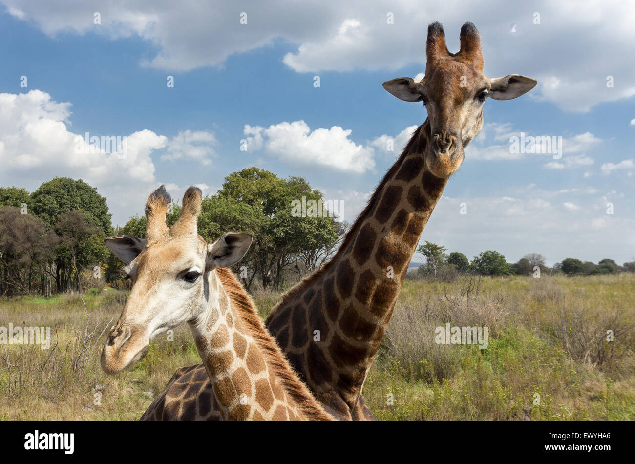 Giraffes in front safari hi-res stock photography and images - Alamy