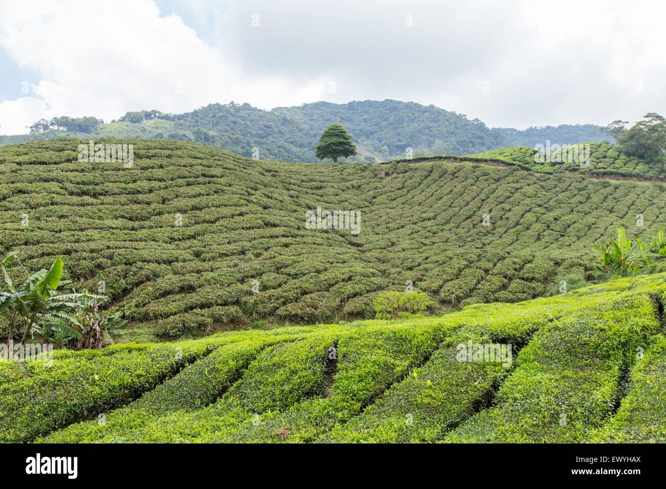 Tea Plantation Cameron Highlands Pahang Malaysia Stock Photo Alamy