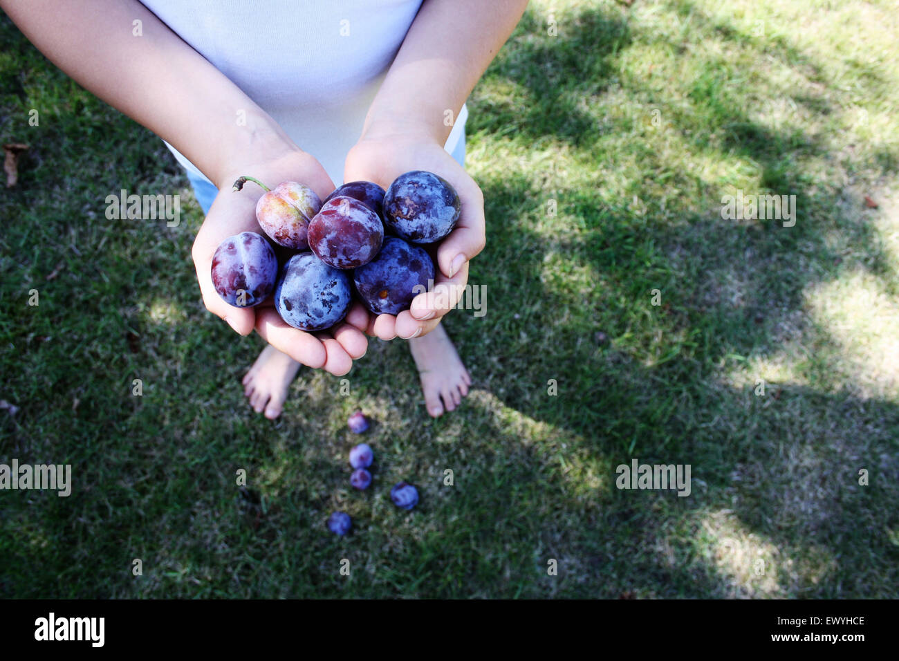 Close-up of a boy holding plums Stock Photo