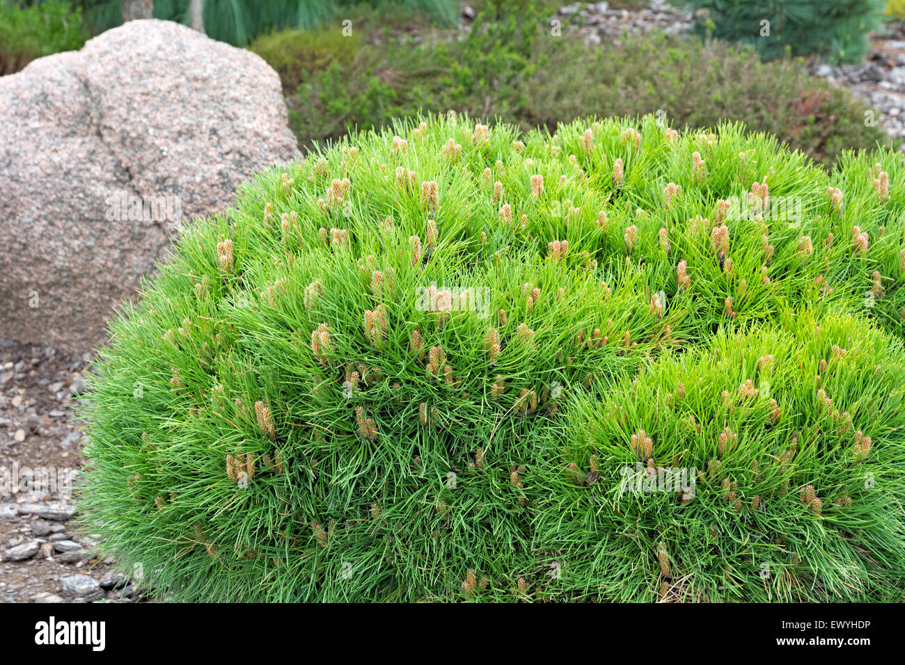 Dwarf Pine and stone in blurred background. Landscaping element. Stock Photo