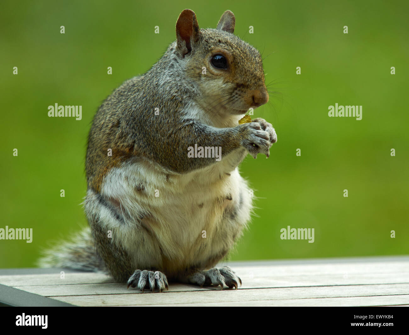 Chewing wood hires stock photography and images Alamy