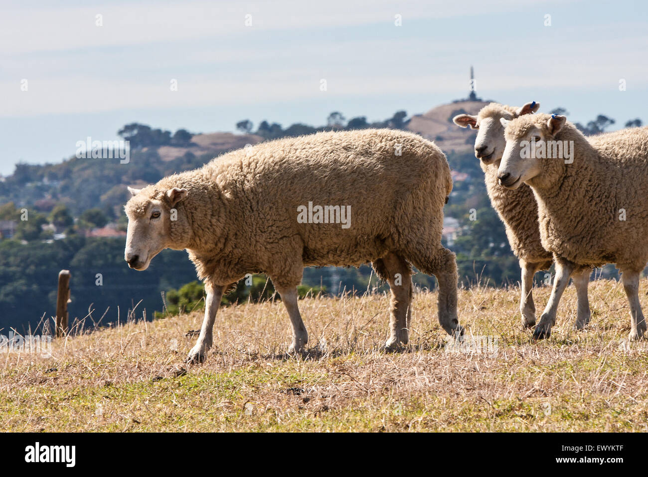 Sheep in Auckland,New Zealand.Photo taken on hiking trail with Obelisk on One Tree Hill in the background. Stock Photo