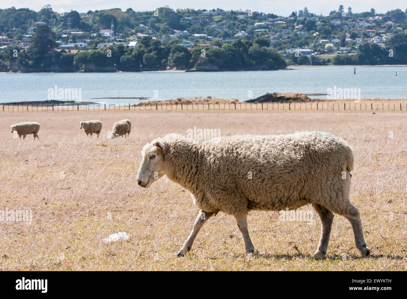 Sheep and Auckland City, suburbs in background,New Zealand. Photo taken near One Tree Hill and hiking trails in this area. Stock Photo
