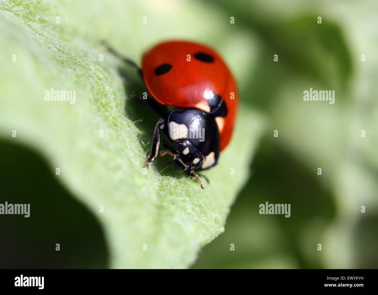 Close Up Of Red Ladybug On A Leaf Stock Photo Alamy close-up-of-red-ladybug-on-a-leaf-stock-photo-alamy