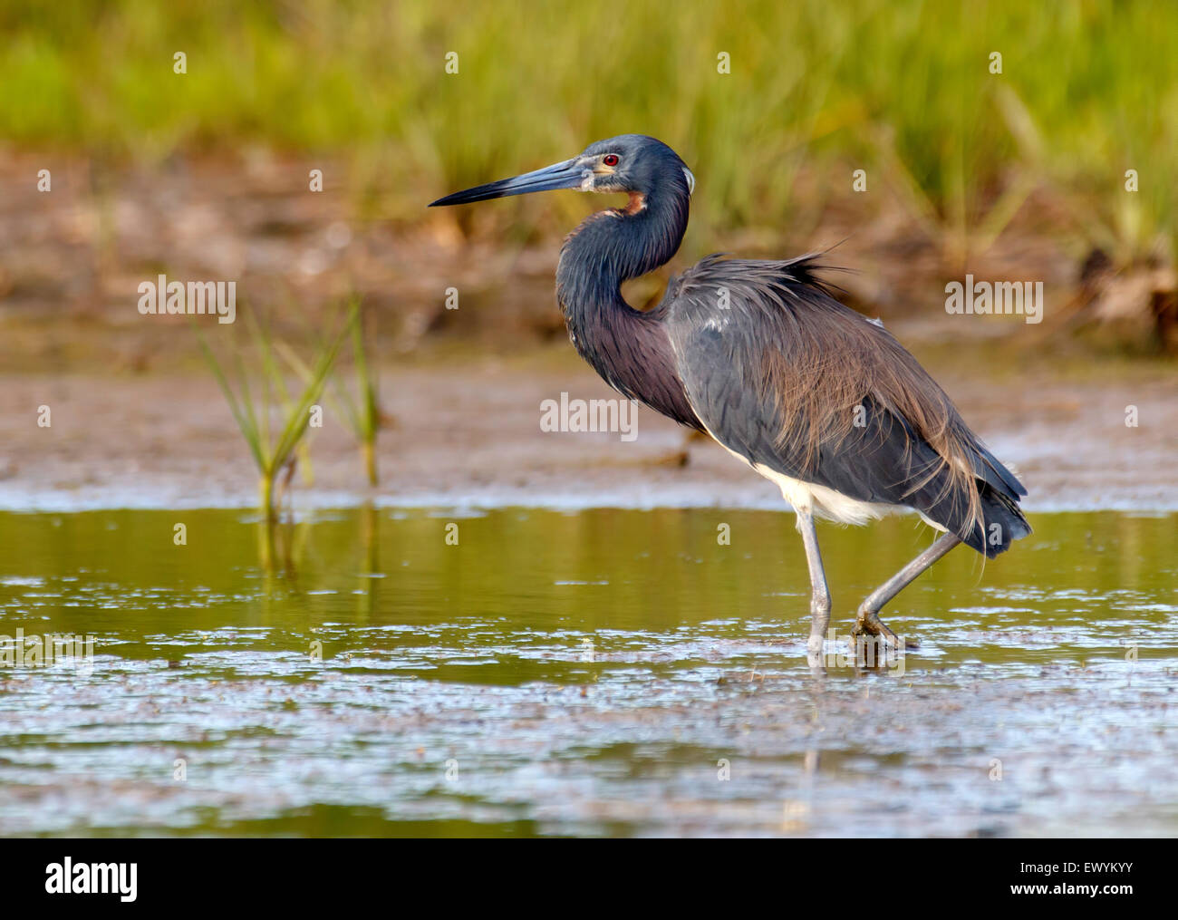 Tri-colored Heron standing on water Stock Photo