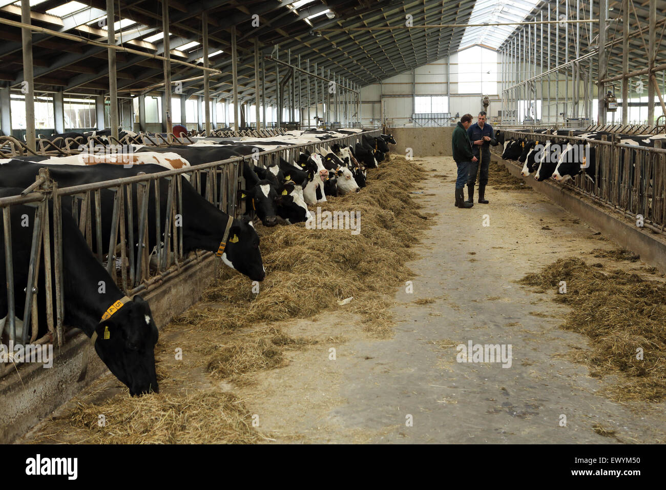 Dairy farm hi-res stock photography and images - Alamy