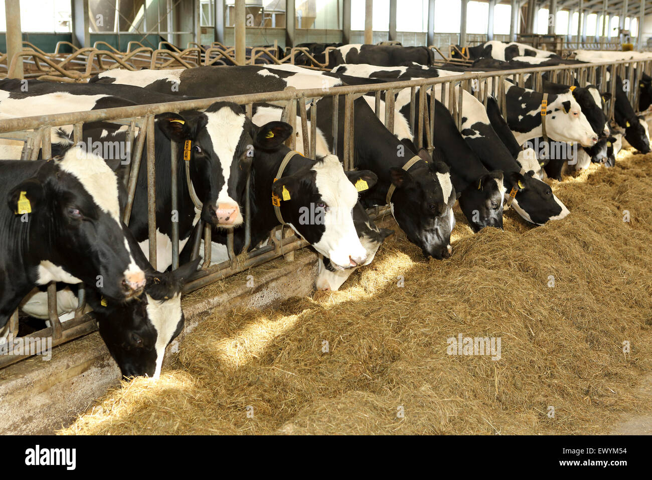 Cows at the Schep dairy farm in Gouda, the Netherlands. The farm ...