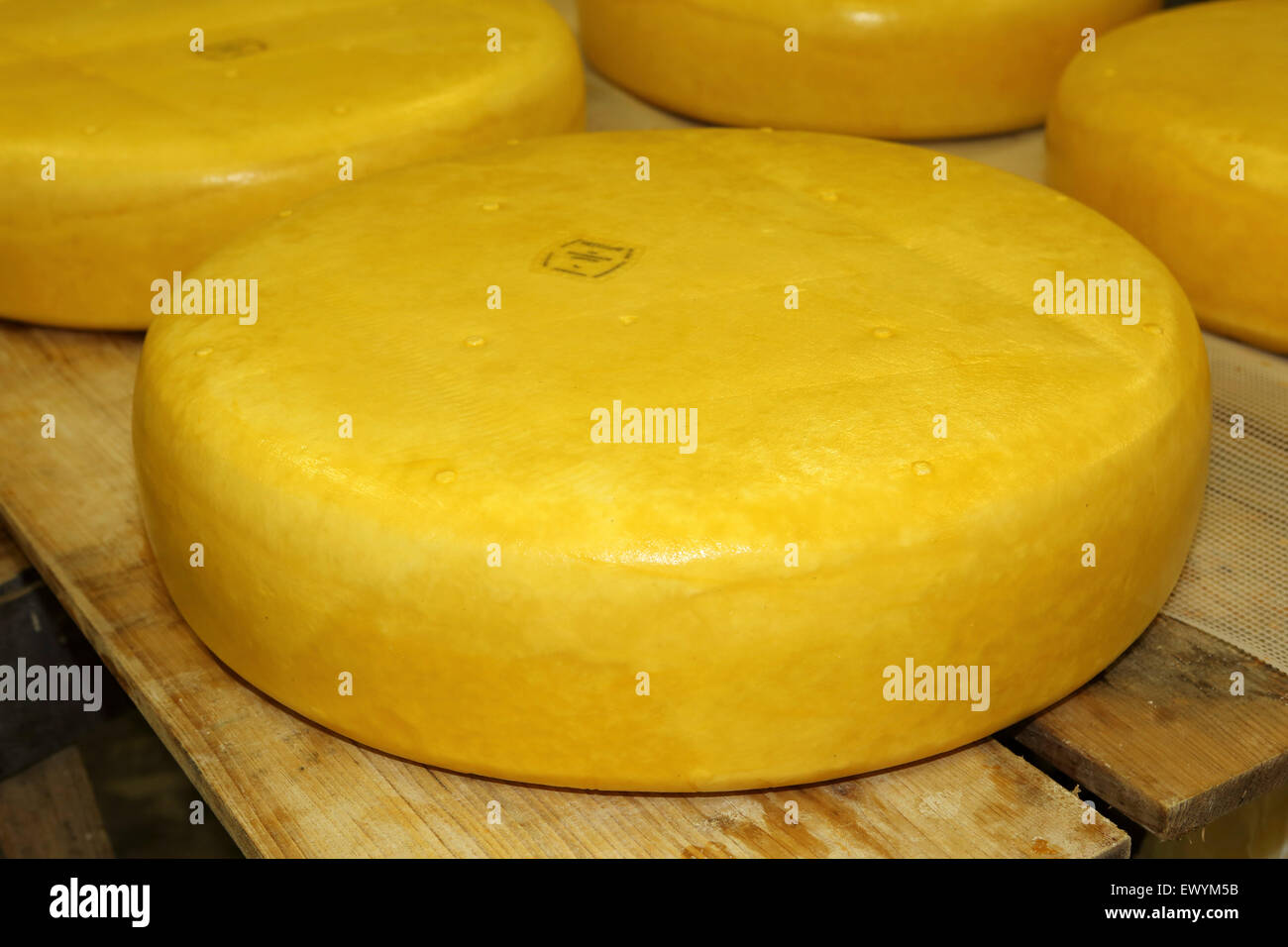 Freshly made cheeses at Schep dairy farm in Gouda, the Netherlands. The