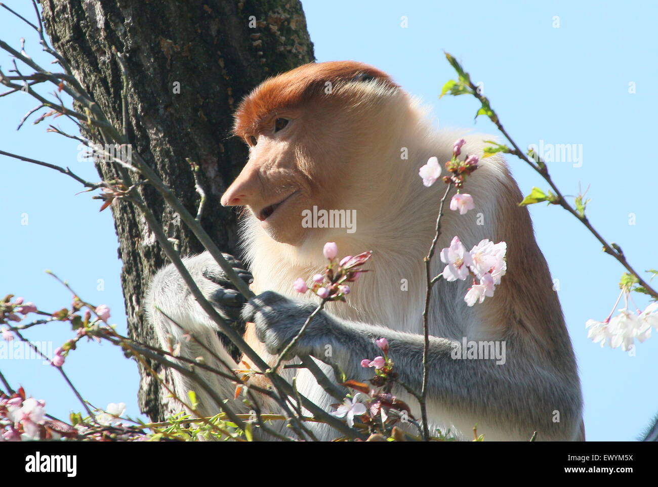 Mono Carayá, a native of South America. in the wild and natural state Stock  Photo - Alamy