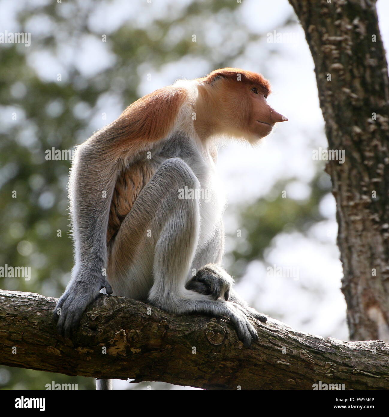Young male Asian Proboscis or long nosed monkey (Nasalis larvatus) in a