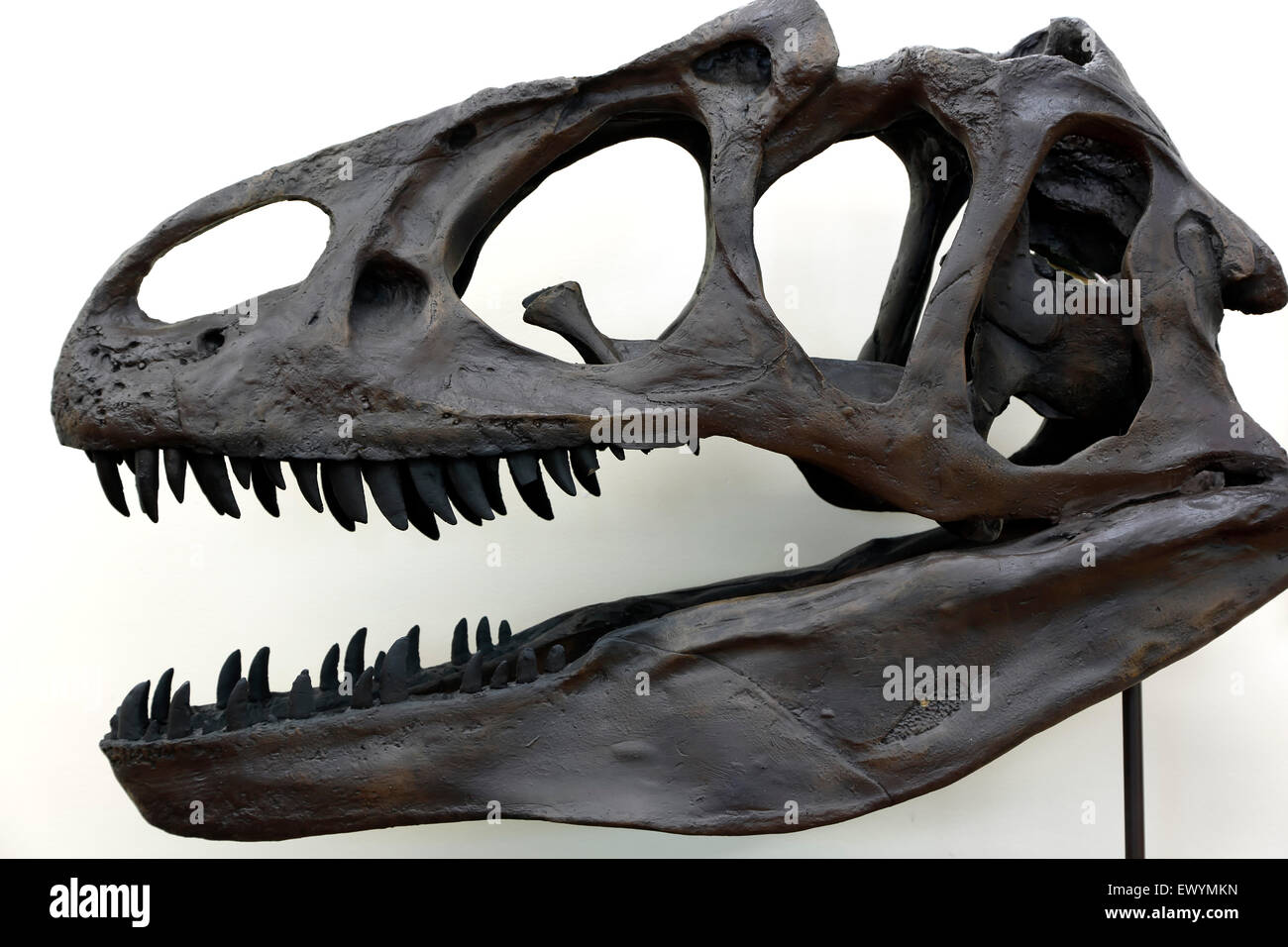 Skeleton head of model of Allosaurus dinosaur, Dinosaur Ridge Discovery Center, Morrison, Colorado USA Stock Photo